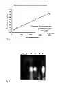 Fig. 02 - Methods and means for the manufacturing of hyaluronan
