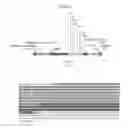 Fig. 02 - TAL-mediated transfer DNA insertion