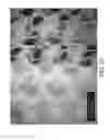 Fig. 33 - Fluid-Entangled Laminate Webs Having Hollow Projections and a Process and Apparatus for Making the Same