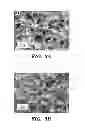 Fig. 04 - FEMTOSECOND LASER PULSE SURFACE STRUCTURING METHODS AND MATERIALS RESULTING THEREFROM