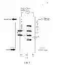 Fig. 02 - Polymer-electrolyte membrane, electrochemical fuel cell, and related method