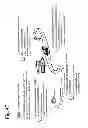 Fig. 62 - Method and apparatus for personal awareness and growth