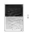 Fig. 03 - Methods for Identifying Stem Cells Based on Nuclear Morphotypes