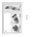 Fig. 06 - Methods for Identifying Stem Cells Based on Nuclear Morphotypes