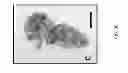 Fig. 08 - Methods for Identifying Stem Cells Based on Nuclear Morphotypes
