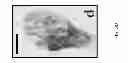 Fig. 09 - Methods for Identifying Stem Cells Based on Nuclear Morphotypes