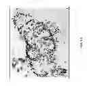 Fig. 16 - Methods for Identifying Stem Cells Based on Nuclear Morphotypes