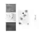 Fig. 30 - Methods for Identifying Stem Cells Based on Nuclear Morphotypes