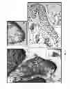 Fig. 32 - Methods for Identifying Stem Cells Based on Nuclear Morphotypes
