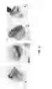 Fig. 35 - Methods for Identifying Stem Cells Based on Nuclear Morphotypes