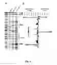 Fig. 04 - Probes of RNA structure and methods for using the same