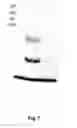 Fig. 08 - Probes of RNA structure and methods for using the same