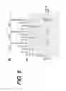 Fig. 07 - METHOD AND KIT FOR MEASURING MICRO-RNA IN BODY FLUIDS