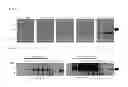 Fig. 03 - Monoclonal antibodies which specifically recognize human liver-carboxylesterase 1, hybridoma cell lines which produce monoclonal antibodies, and uses thereof