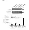 Fig. 04 - Monoclonal antibodies which specifically recognize human liver-carboxylesterase 1, hybridoma cell lines which produce monoclonal antibodies, and uses thereof