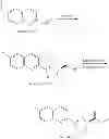 Fig. 84 - LUMINOGENIC AND FLUOROGENIC COMPOUNDS AND METHODS TO DETECT MOLECULES OR CONDITIONS