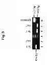 Fig. 04 - SUPPRESSION OF TLA1 GENE EXPRESSION FOR IMPROVED PHOTOSYNTHETIC PRODUCTIVITY