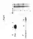 Fig. 10 - SUPPRESSION OF TLA1 GENE EXPRESSION FOR IMPROVED PHOTOSYNTHETIC PRODUCTIVITY