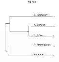 Fig. 14 - SUPPRESSION OF TLA1 GENE EXPRESSION FOR IMPROVED PHOTOSYNTHETIC PRODUCTIVITY