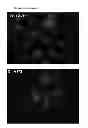 Fig. 09 - TUMOUR CELL AND TISSUE CULTURE