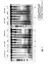 Fig. 05 - Device and method for drying biological sample on substrate