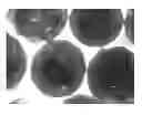Fig. 01 - CROSS-LINKED POLY-E-LYSINE PARTICLES