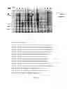 Fig. 04 - NOVEL EXPRESSION AND SECRETION VECTOR SYSTEMS FOR HETEROLOGOUS PROTEIN PRODUCTION IN ESCHERICHIA COLI