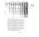 Fig. 05 - NOVEL EXPRESSION AND SECRETION VECTOR SYSTEMS FOR HETEROLOGOUS PROTEIN PRODUCTION IN ESCHERICHIA COLI
