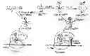 Fig. 01 - Compositions and methods for making selenocysteine containing polypeptides
