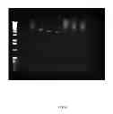 Fig. 02 - THERMOSTABLE CHIMERIC NUCLEIC ACID POLYMERASES AND USES THEREOF
