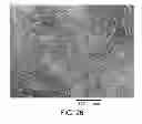 Fig. 28 - Electron beam irradiation processing of biomass and saccharification thereof