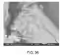 Fig. 35 - Electron beam irradiation processing of biomass and saccharification thereof
