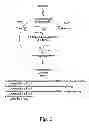 Fig. 03 - 3-hydroxypropionic acid production by recombinant yeasts
