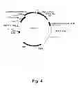 Fig. 05 - 3-hydroxypropionic acid production by recombinant yeasts