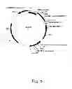 Fig. 06 - 3-hydroxypropionic acid production by recombinant yeasts