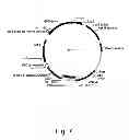 Fig. 08 - 3-hydroxypropionic acid production by recombinant yeasts
