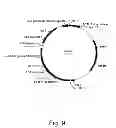 Fig. 10 - 3-hydroxypropionic acid production by recombinant yeasts