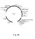 Fig. 11 - 3-hydroxypropionic acid production by recombinant yeasts