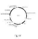 Fig. 12 - 3-hydroxypropionic acid production by recombinant yeasts