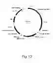 Fig. 13 - 3-hydroxypropionic acid production by recombinant yeasts