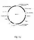 Fig. 14 - 3-hydroxypropionic acid production by recombinant yeasts
