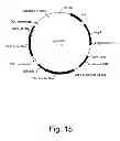 Fig. 16 - 3-hydroxypropionic acid production by recombinant yeasts