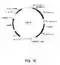 Fig. 17 - 3-hydroxypropionic acid production by recombinant yeasts