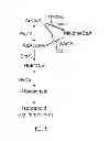 Fig. 06 - Production of acetyl-coenzyme a derived isoprenoids