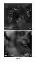 Fig. 02 - Cell and biofactor printable biopapers