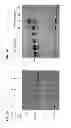 Fig. 03 - Photocleavable linker