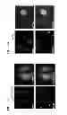 Fig. 20 - Photocleavable linker