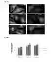 Fig. 23 - Photocleavable linker
