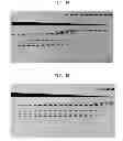 Fig. 02 - High fidelity restriction endonucleases