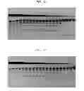 Fig. 03 - High fidelity restriction endonucleases